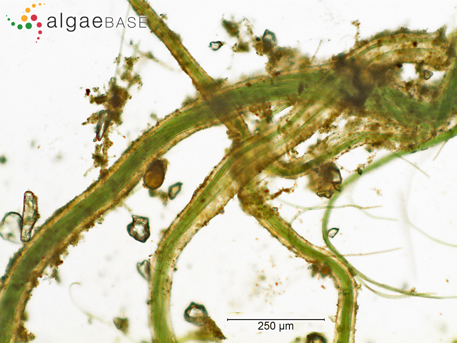 Microcoleus vaginatus Gomont