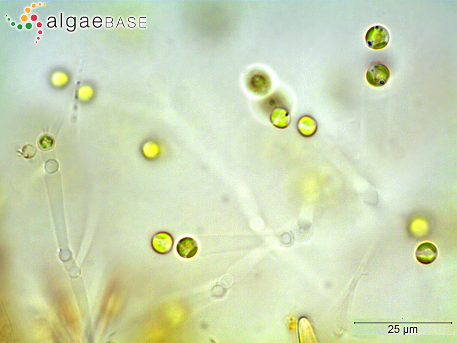 Mischococcus confervicola Nägeli