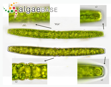 Pleurotaenium crenulatum (Ehrenberg ex Ralfs) Rabenhorst