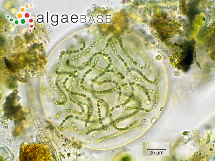 nostoc microscope