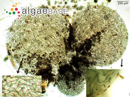 Nostoc caeruleum var. planctonicum (Poretzky & Tschernov) B.A.Whitton
