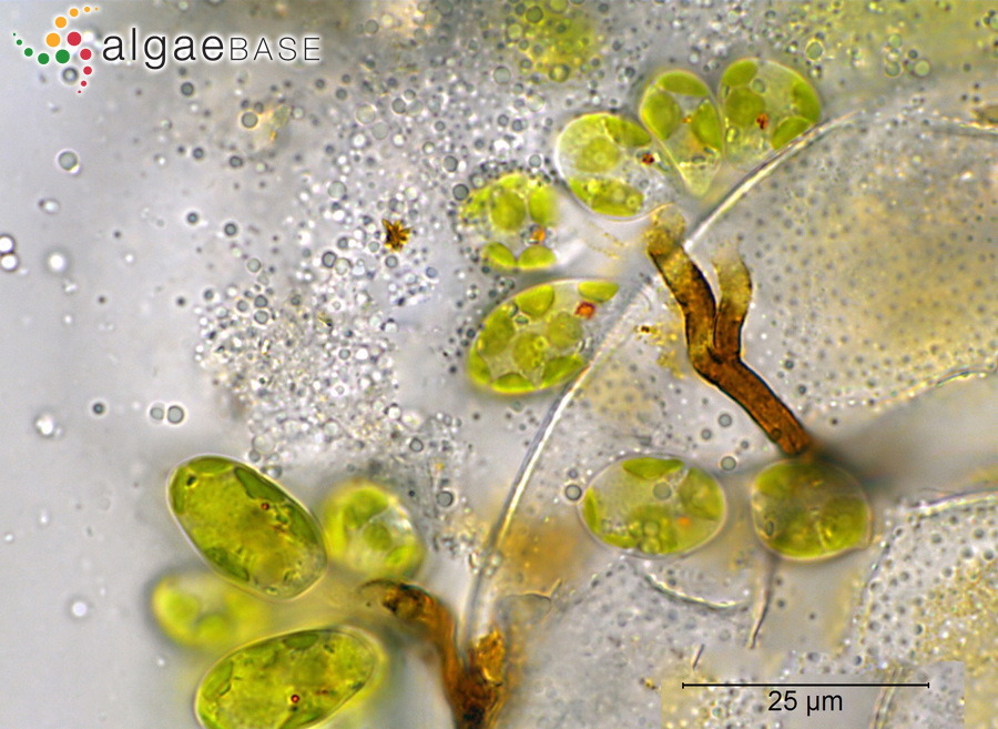 Colacium vesiculosum f. arbusculum (F.Stein) Huber-Pestalozzi