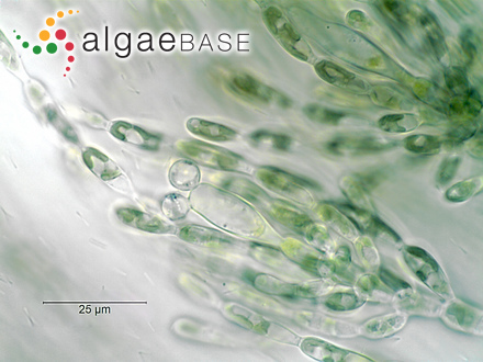 Sheathia confusa (Bory) Salomaki & M.L.Vis