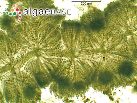 Sheathia confusa (Bory) Salomaki & M.L.Vis