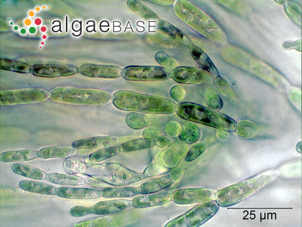Neurocarpus ligulatus (Suhr) Kuntze