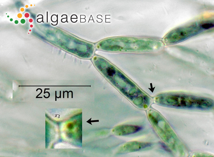 Batrachospermum gelatinosum (Linnaeus) De Candolle