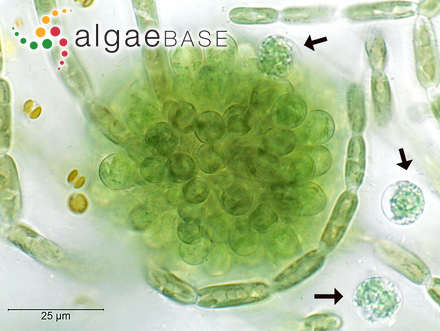 Batrachospermum gelatinosum (Linnaeus) De Candolle