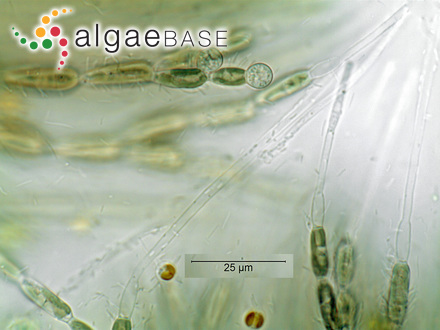 Dictyopteris woodwardia (R.Brown ex Turner) C.Agardh