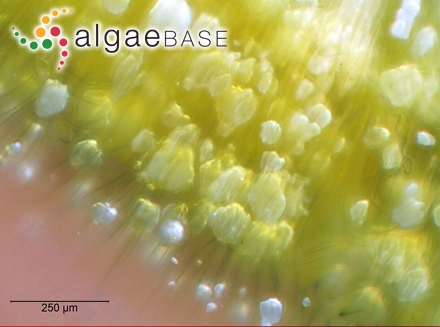 Dictyota furcellata (C.Agardh) Greville