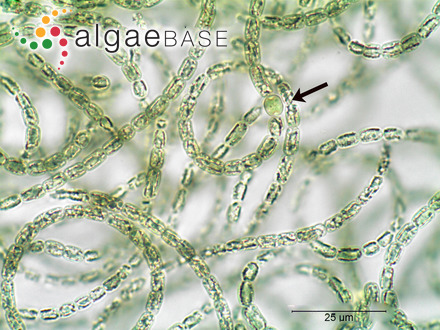 Dolichospermum flos-aquae (Bornet & Flahault) P.Wacklin, L.Hoffmann & Komárek