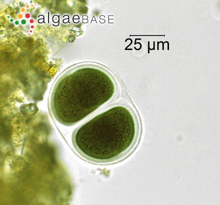 Chroococcus giganteus West