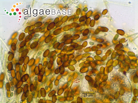 Cylindrospermum catenatum Ralfs ex Bornet & Flahault