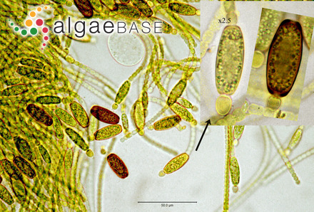 Cylindrospermum licheniforme Kützing ex Bornet & Flahault