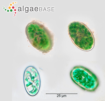 Glaucocystis nostochinearum Itzigsohn