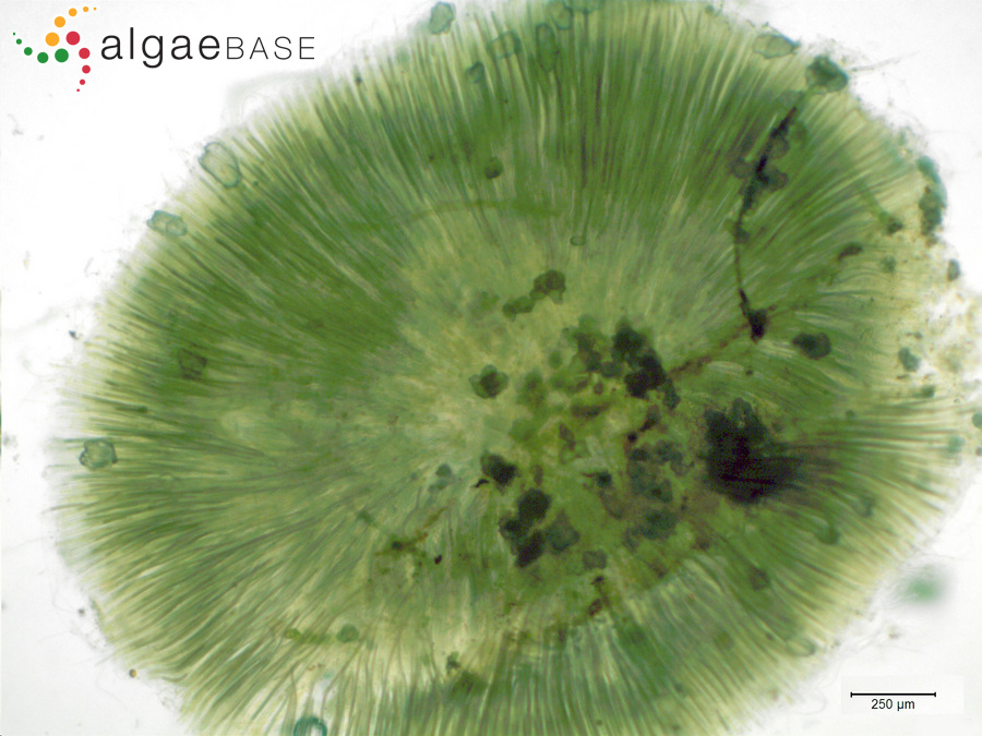 Gloeotrichia pisum Thuret ex Bornet & Flahault