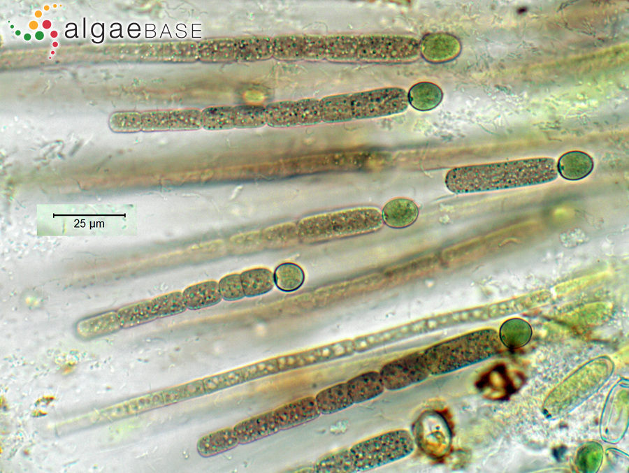 Gloeotrichia pisum Thuret ex Bornet & Flahault