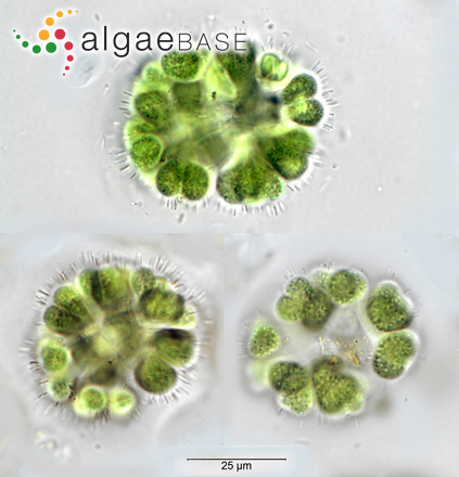 Gomphosphaeria aponina Kützing