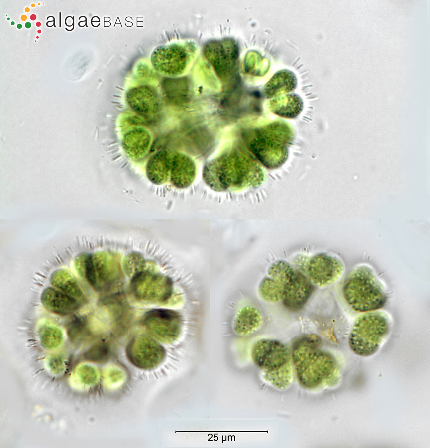 Gomphosphaeria aponina Kützing