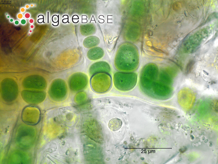 Hapalosiphon pumilus Kirchner ex Bornet & Flahault