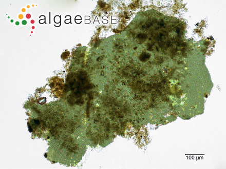 Hydrococcus rivularis Kützing