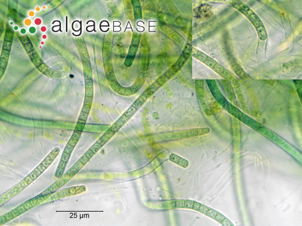 Potamolinea aerugineocaerulea (Gomont) M.D.Martins & L.H.Z.Branco