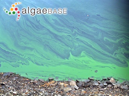 Microcystis flos-aquae (Wittrock) Kirchner