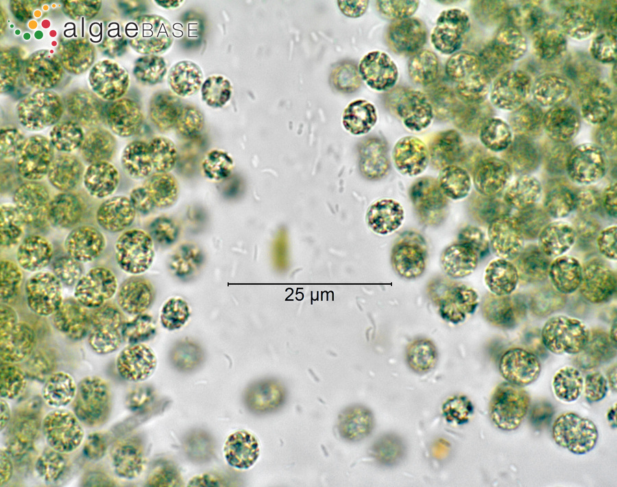 Microcystis aeruginosa (Kützing) Kützing