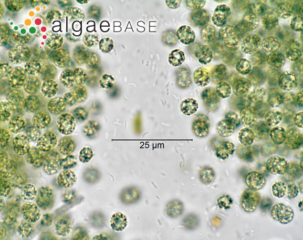 Microcystis aeruginosa (Kützing) Kützing