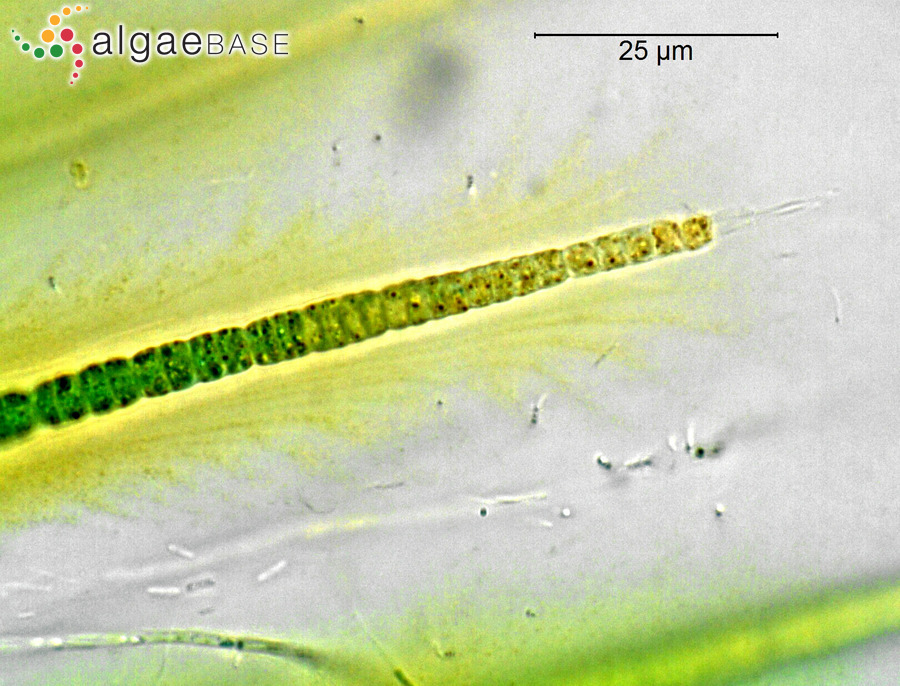 Rivularia biasolettiana Meneghini ex Bornet & Flahault