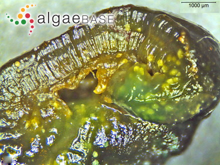 Sphaerococcus chauvinii Bory