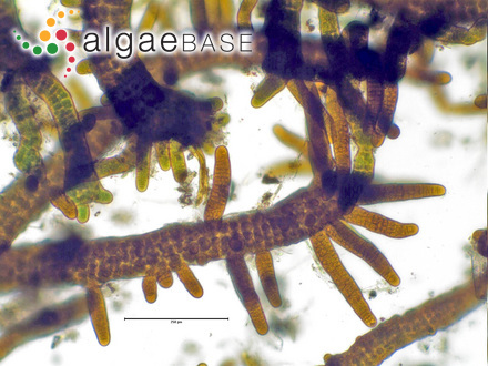 Stigonema mamillosum C.Agardh ex Bornet & Flahault