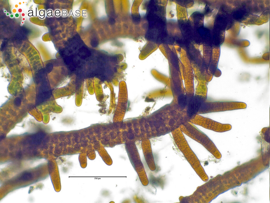 Stigonema mamillosum C.Agardh ex Bornet & Flahault