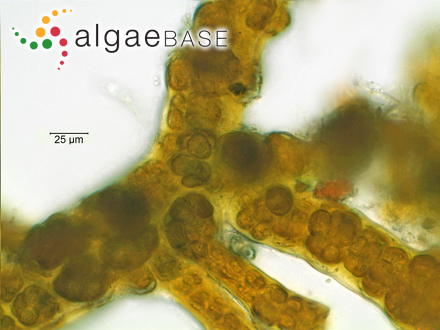 Stigonema mamillosum C.Agardh ex Bornet & Flahault