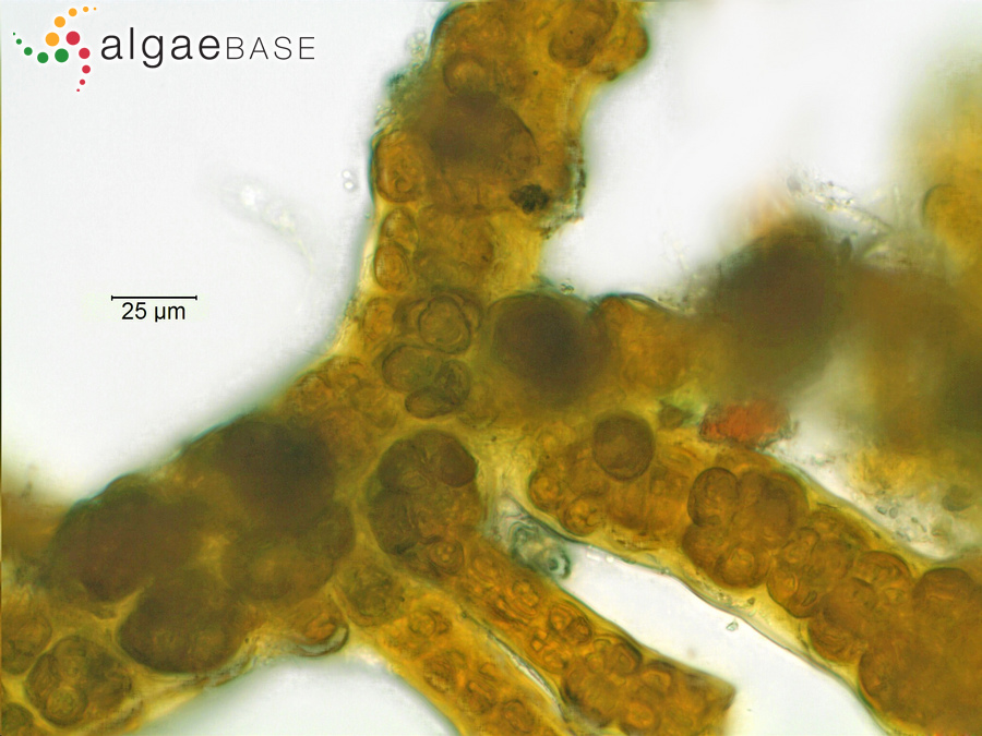 Stigonema mamillosum C.Agardh ex Bornet & Flahault