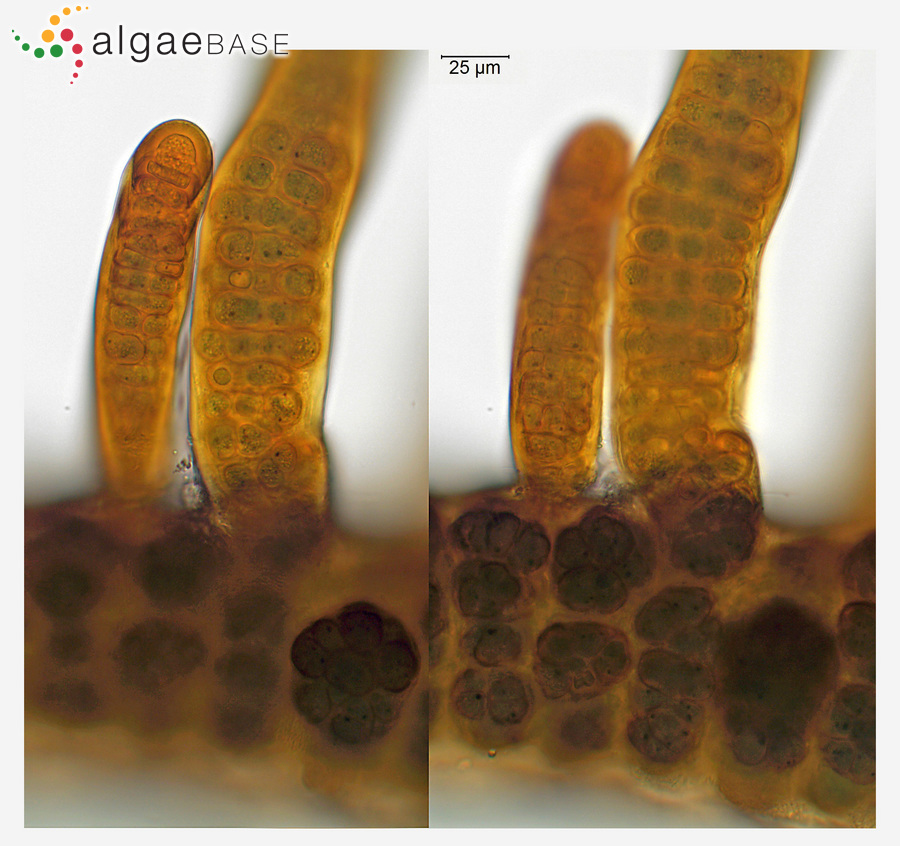 Stigonema mamillosum C.Agardh ex Bornet & Flahault