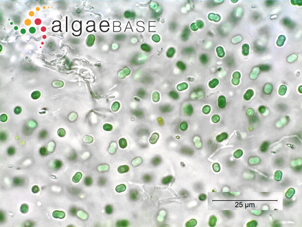 Synechococcus elongatus (Nägeli) Nägeli