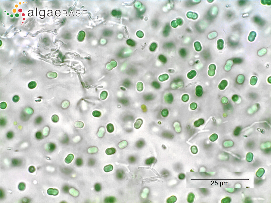 Synechococcus elongatus (Nägeli) Nägeli