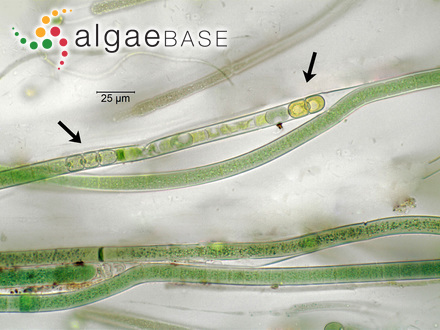 Tolypothrix penicillata Thuret ex Bornet & Flahault