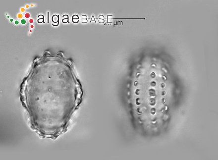 Cosmarium quadrifarium P.Lundell