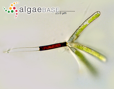 Ophiocytium arbuscula (A.Braun ex Kützing) Sande Lacoste & Suringar