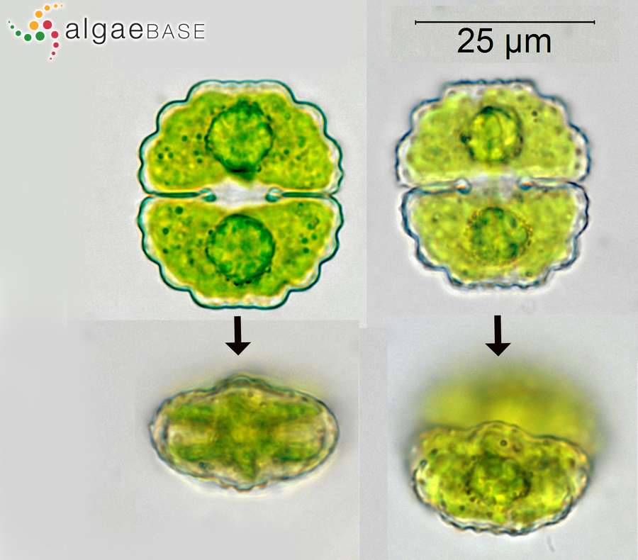 Cosmarium subprotumidum Nordstedt