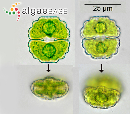 Cosmarium subprotumidum Nordstedt