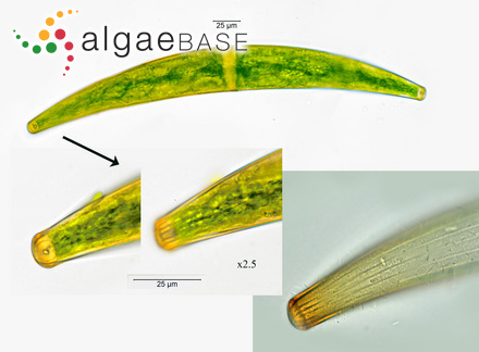 Closterium costatum Corda ex Ralfs