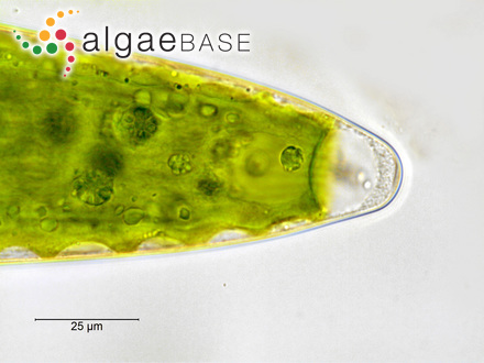 Closterium lunula Ehrenberg & Hemprich ex Ralfs