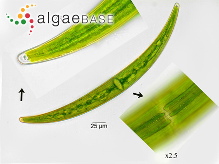 Closterium regulare Brébisson