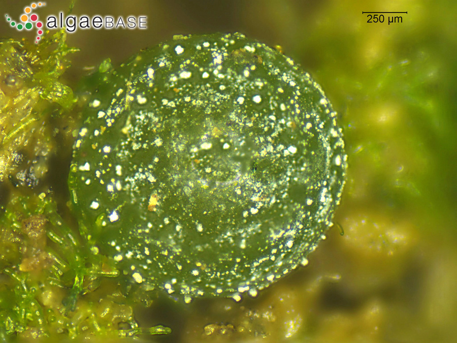 Botrydium granulatum (Linnaeus) Greville