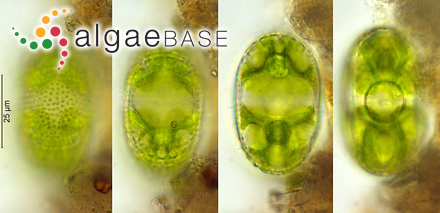 Cosmarium obtusatum (Schmidle) Schmidle