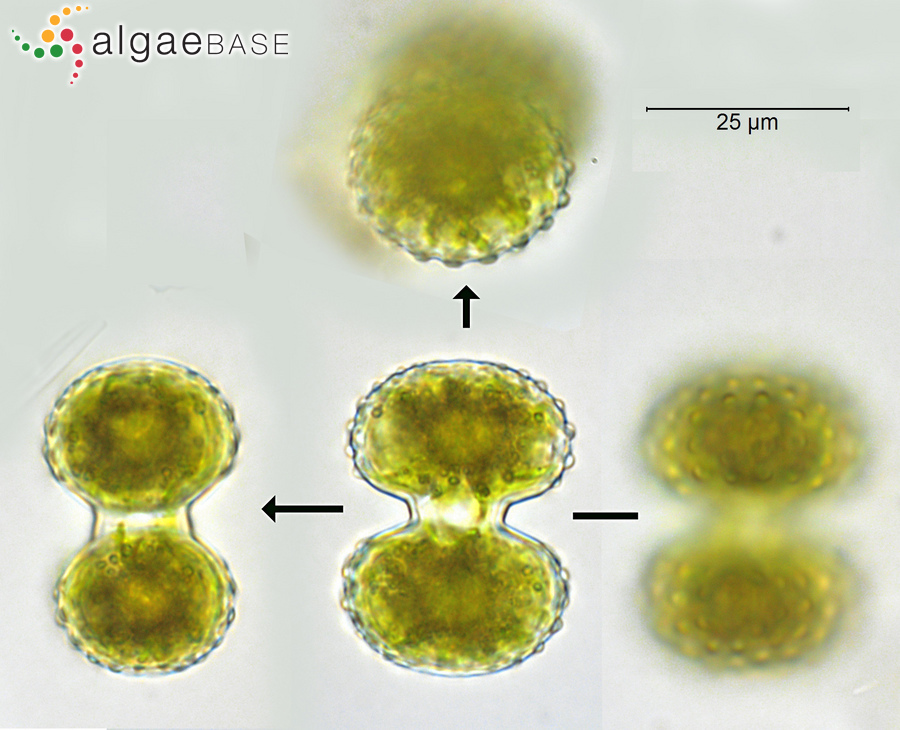 Cosmarium porteanum W.Archer