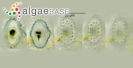 Cosmarium vogesiacum Lemaire