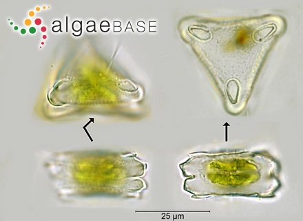 Desmidium swartzii C.Agardh ex Ralfs